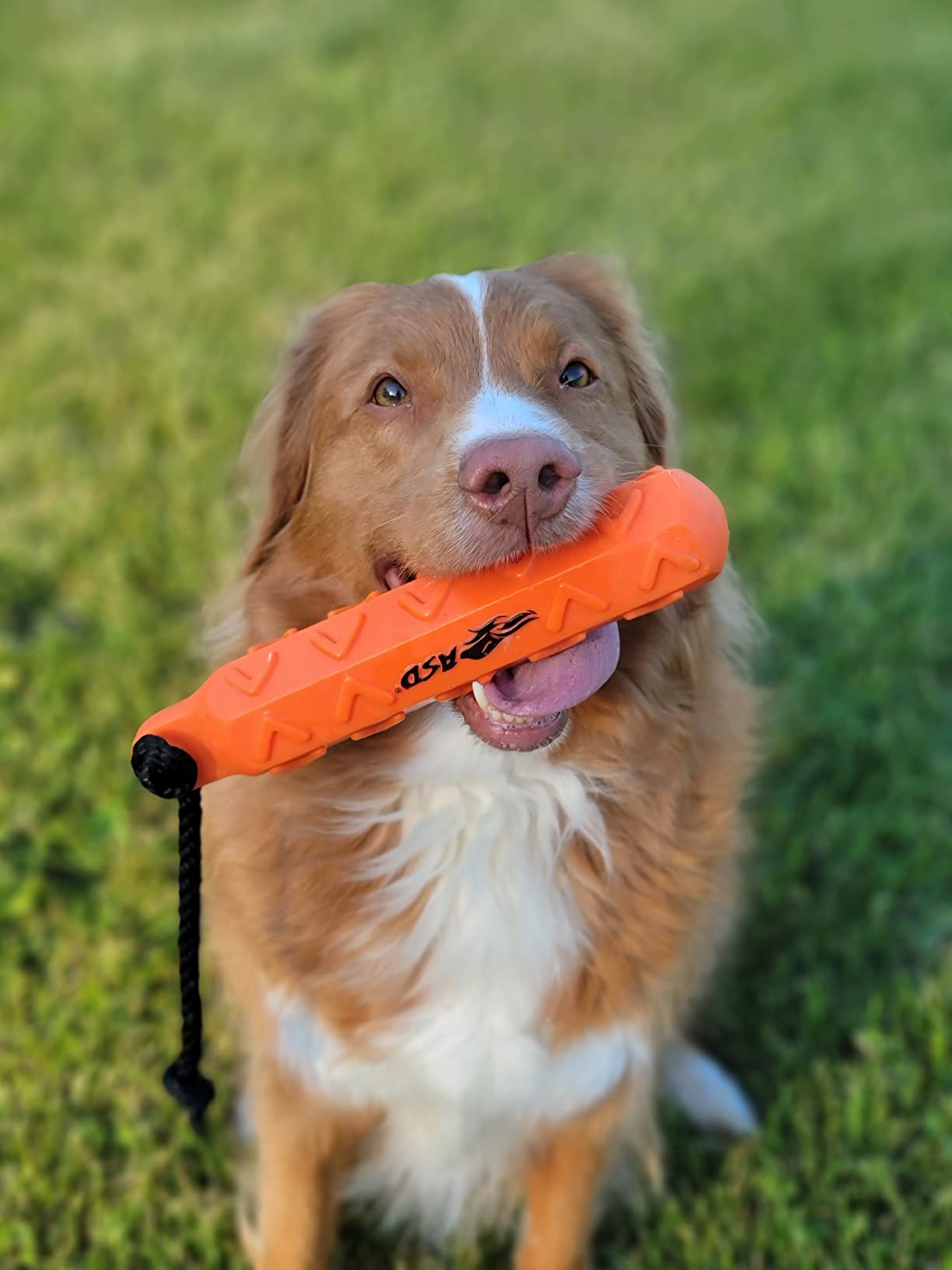 Avery Sporting Dog 2" Hex Bumper Training Dummy (6 Pack) - Mongrel Mania