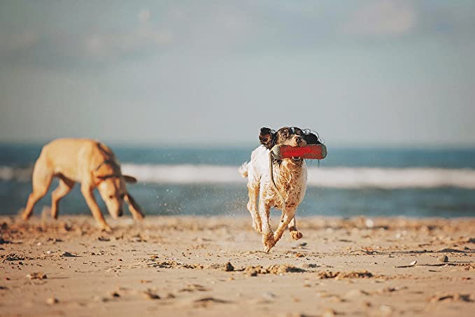 ChuckIt! Amphibious Bumper Fetch and Float Dog Toy - Mongrel Mania