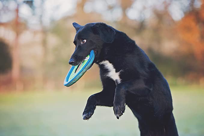 ChuckIt! Zipflight Flyer Dog Frisbee & Dog Toy that Floats - Mongrel Mania