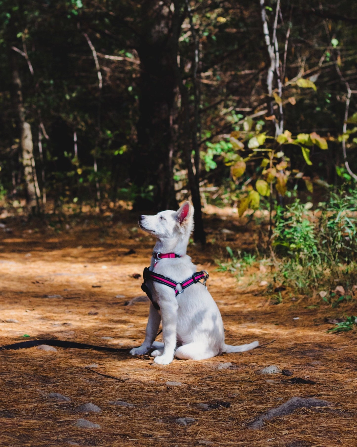 K9 Training Institute- FREE WORKSHOP - Mongrel Mania