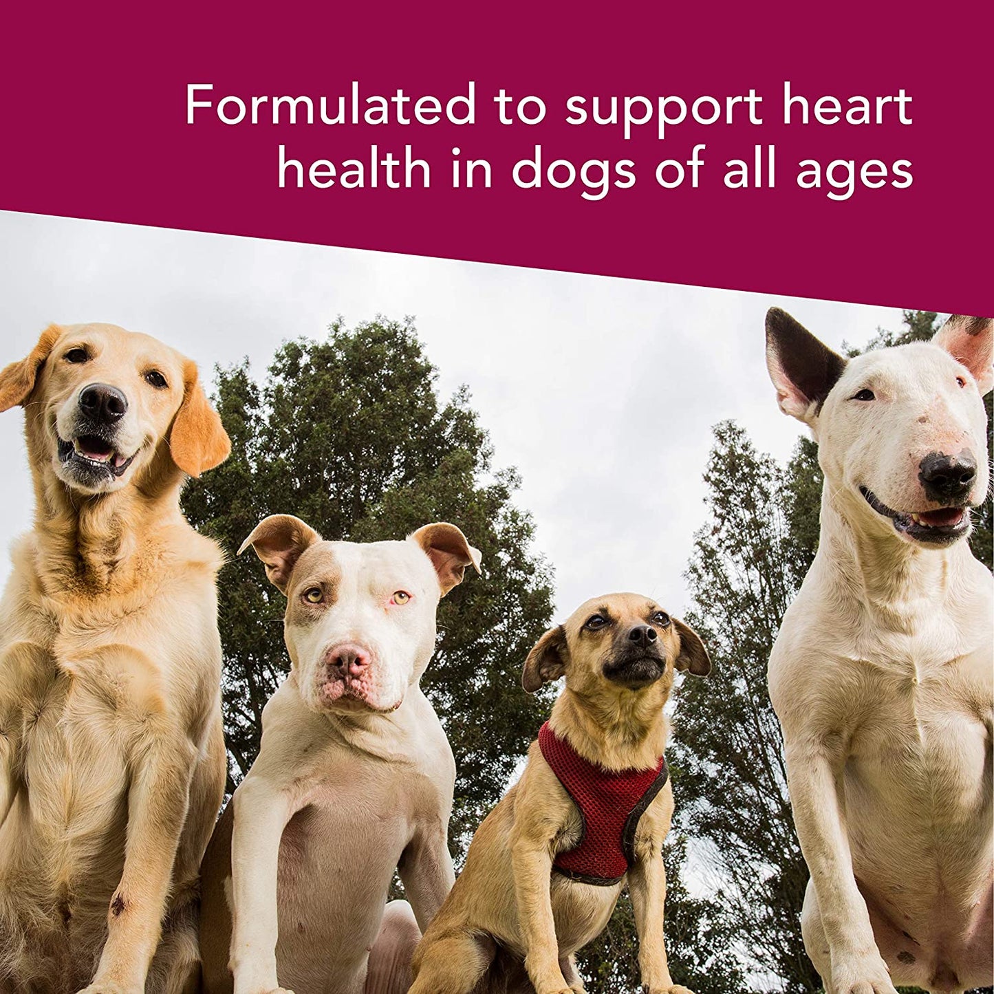 VetriSCIENCE Canine Complete Cardiovascular Support (60 Chews) - Mongrel Mania