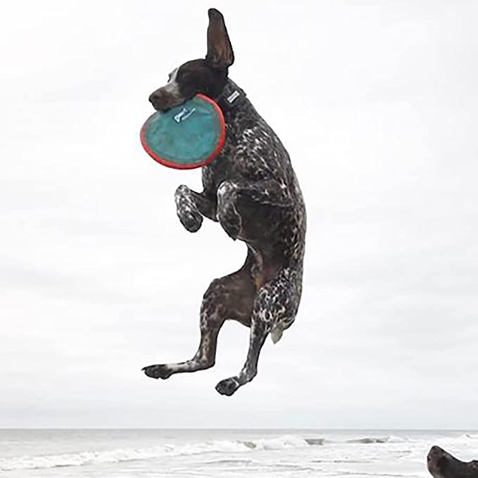 ChuckIt! Paraflight Flyer Dog Frisbee Toy Floats On Water; Gentle On Dog's Teeth And Gums - Mongrel Mania