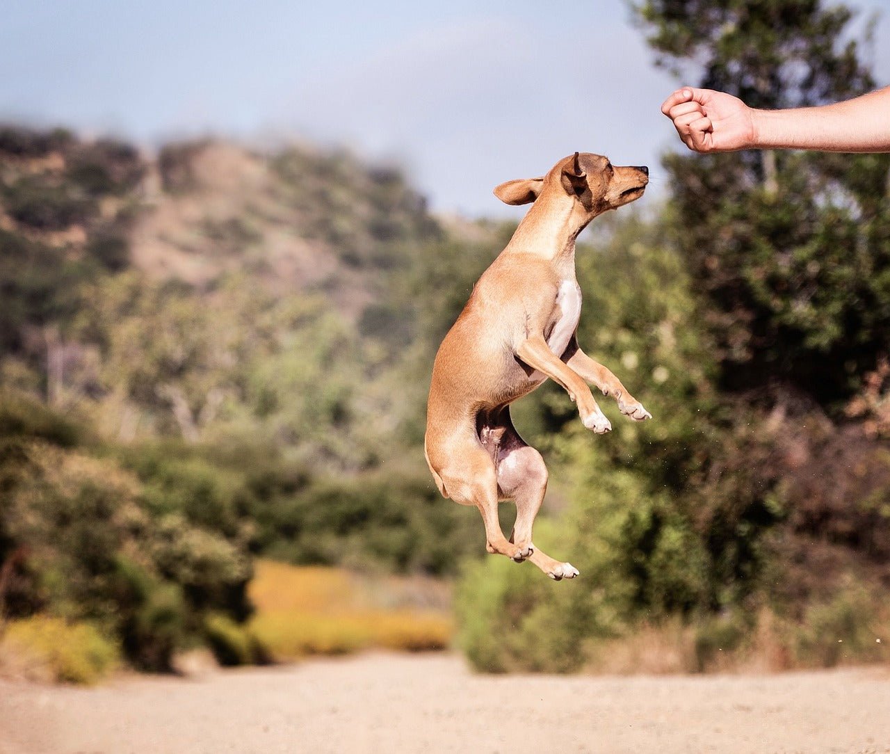 Spirit Dog- Dog Training Masterclass - Mongrel Mania